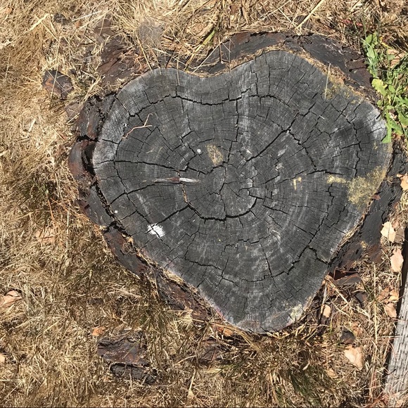 Meet your Posher, Zsazsa - Picture 1 of 1